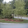 commercial landscaping-97057