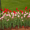 commercial landscaping-970546
