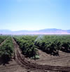 irrigation -rain-Ag100