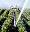 irrigation -rain-Impacts96