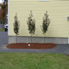 landscaping -04w8