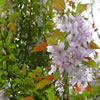 landscaping -05c7